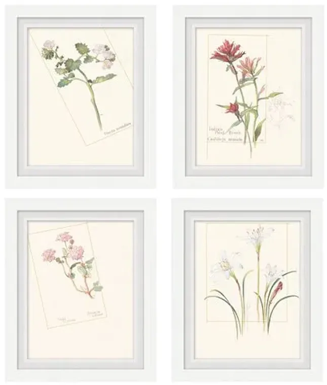 Set of 4 Floral Lithographs