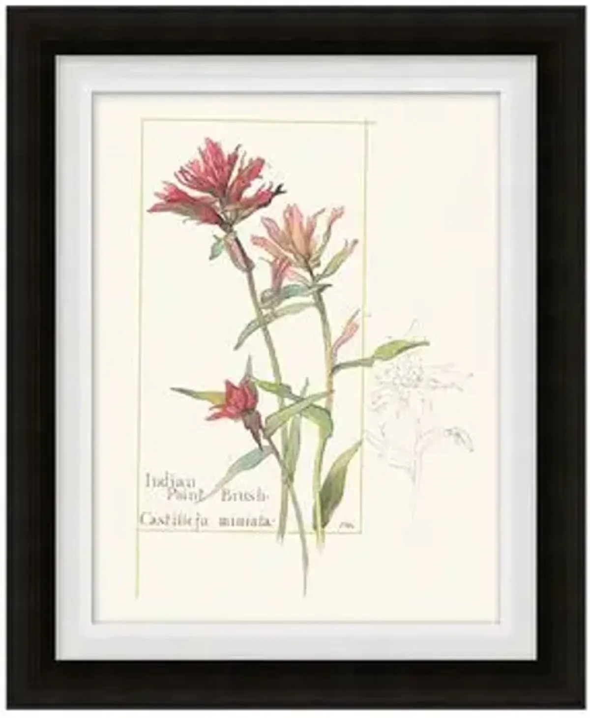 Set of 4 Floral Lithographs