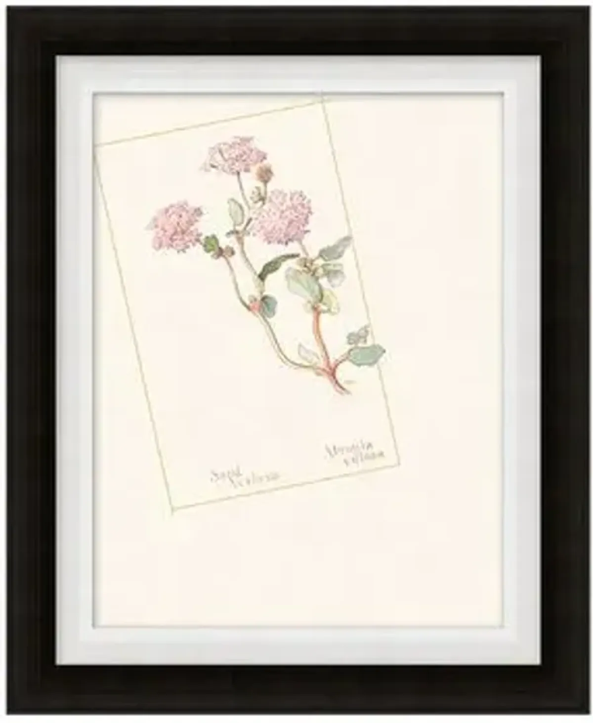 Set of 4 Floral Lithographs