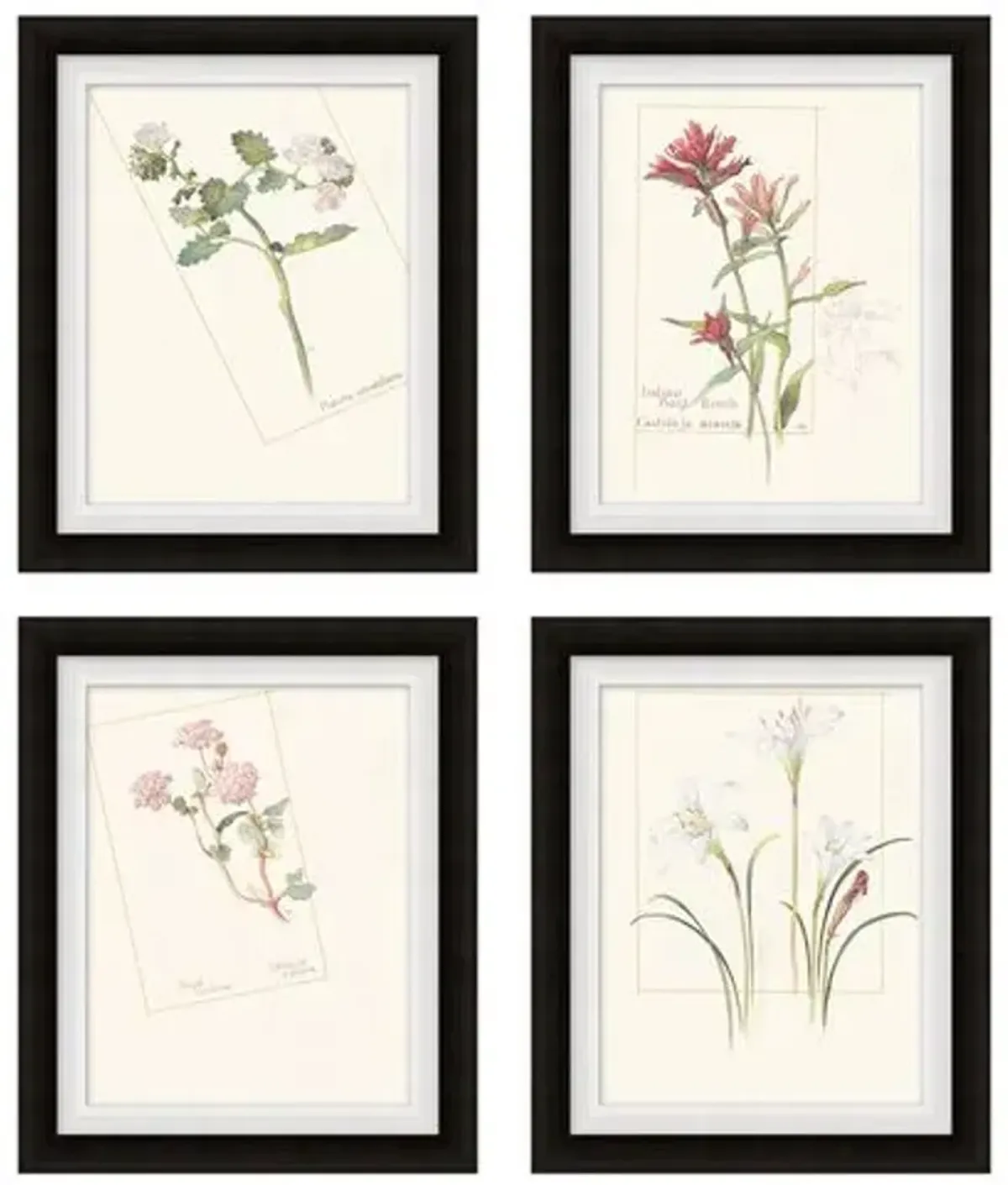 Set of 4 Floral Lithographs