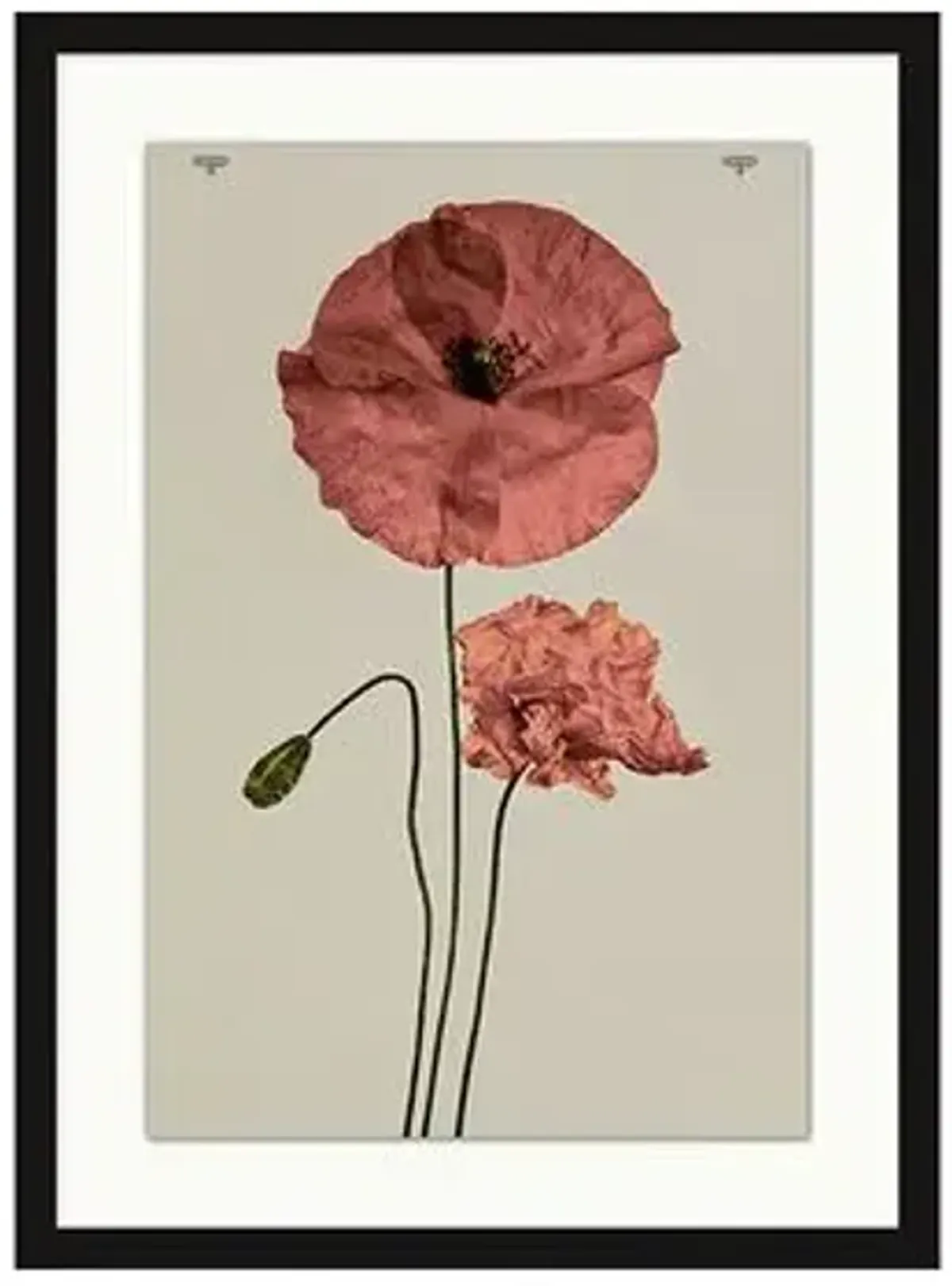 Poppy I