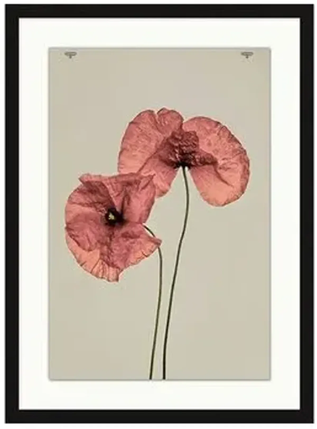 Poppy II