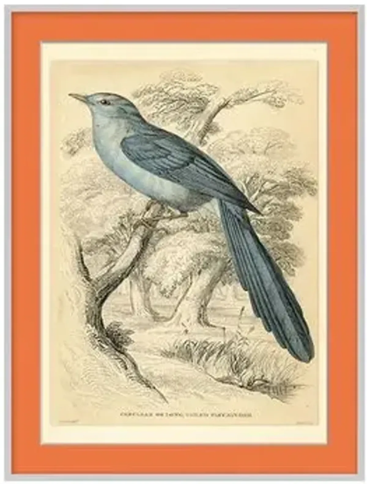 Orange Bird I - Silver