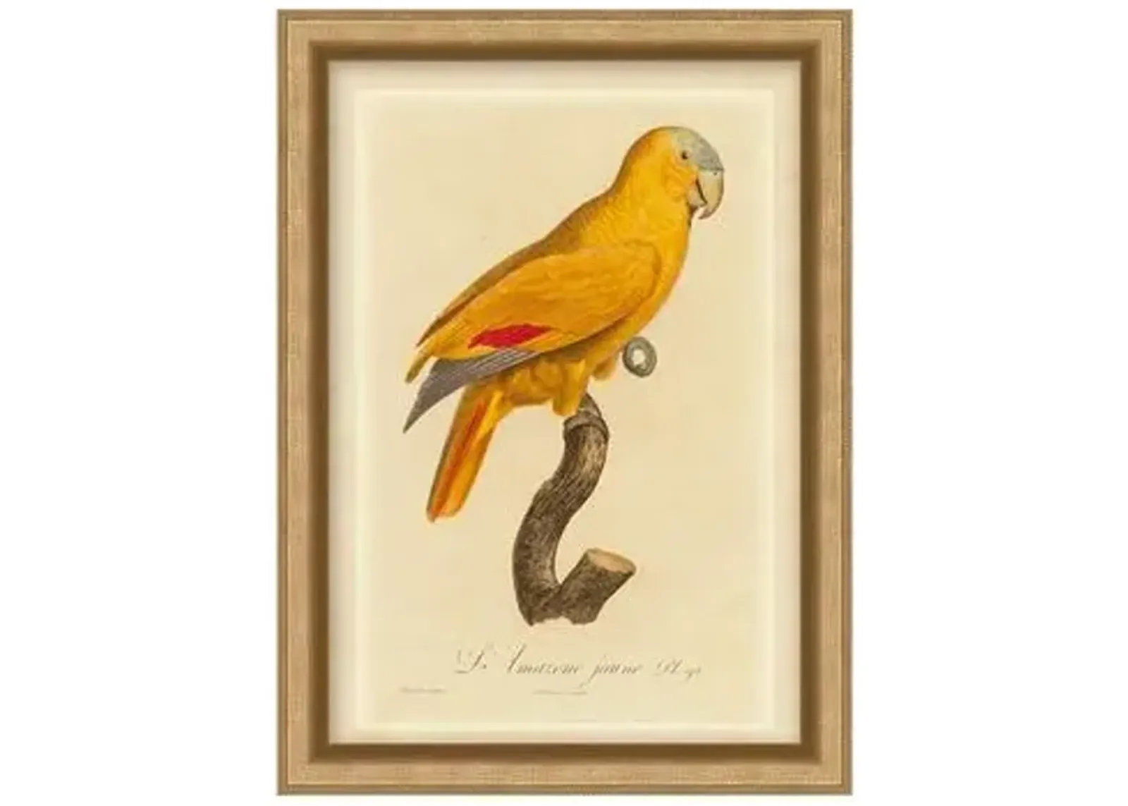 Orange Parrot I - Gold