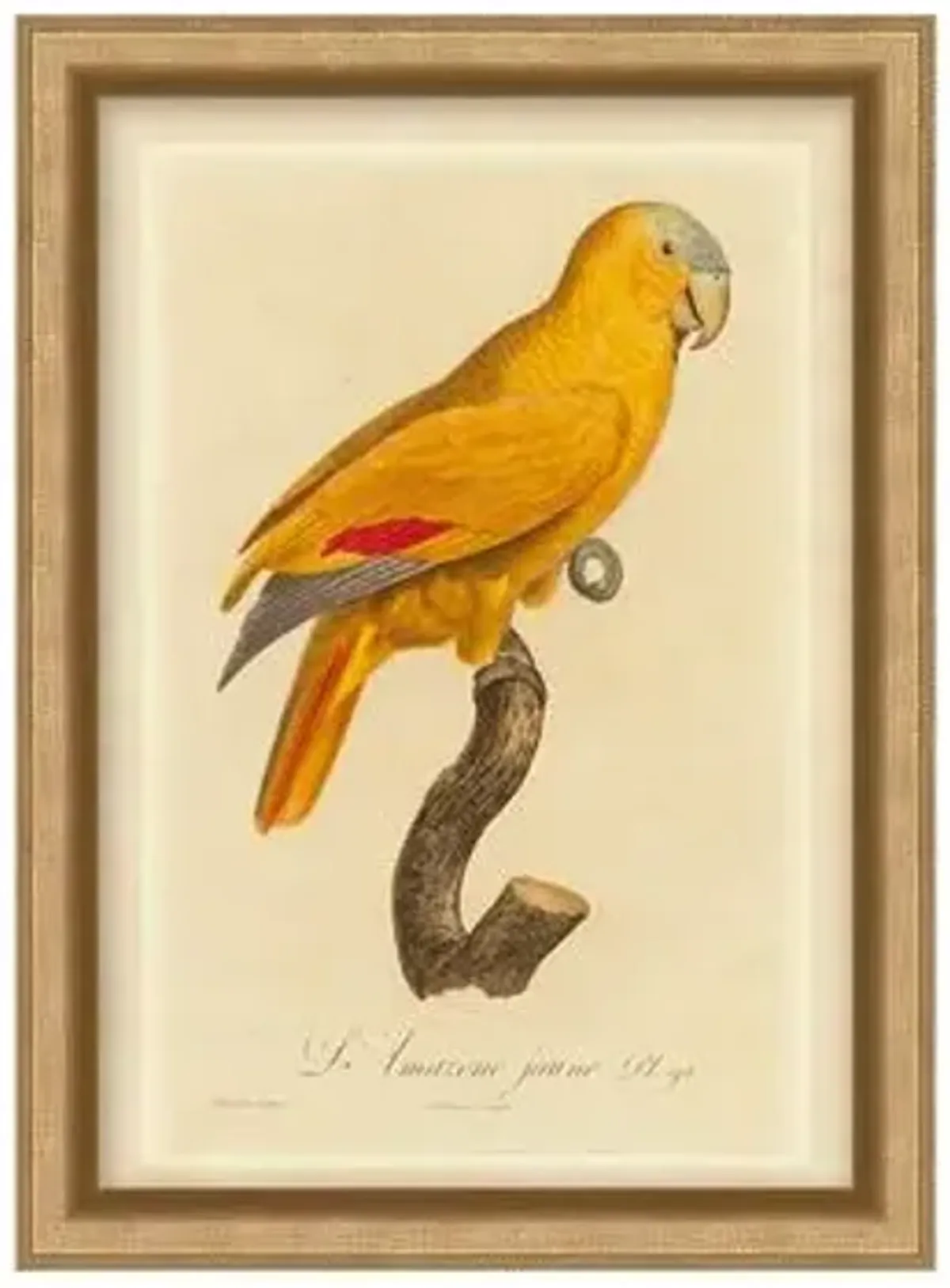 Orange Parrot I - Gold