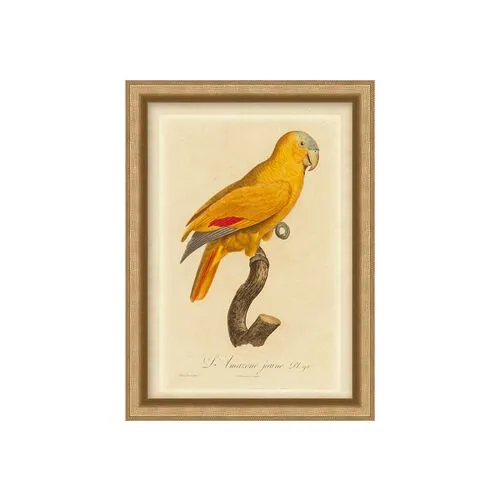 Orange Parrot I - Gold
