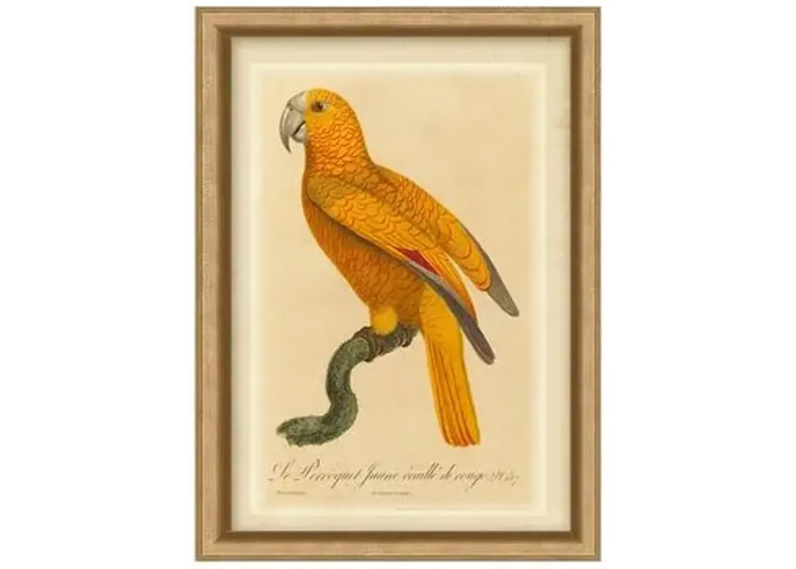 Orange Parrot II - Gold