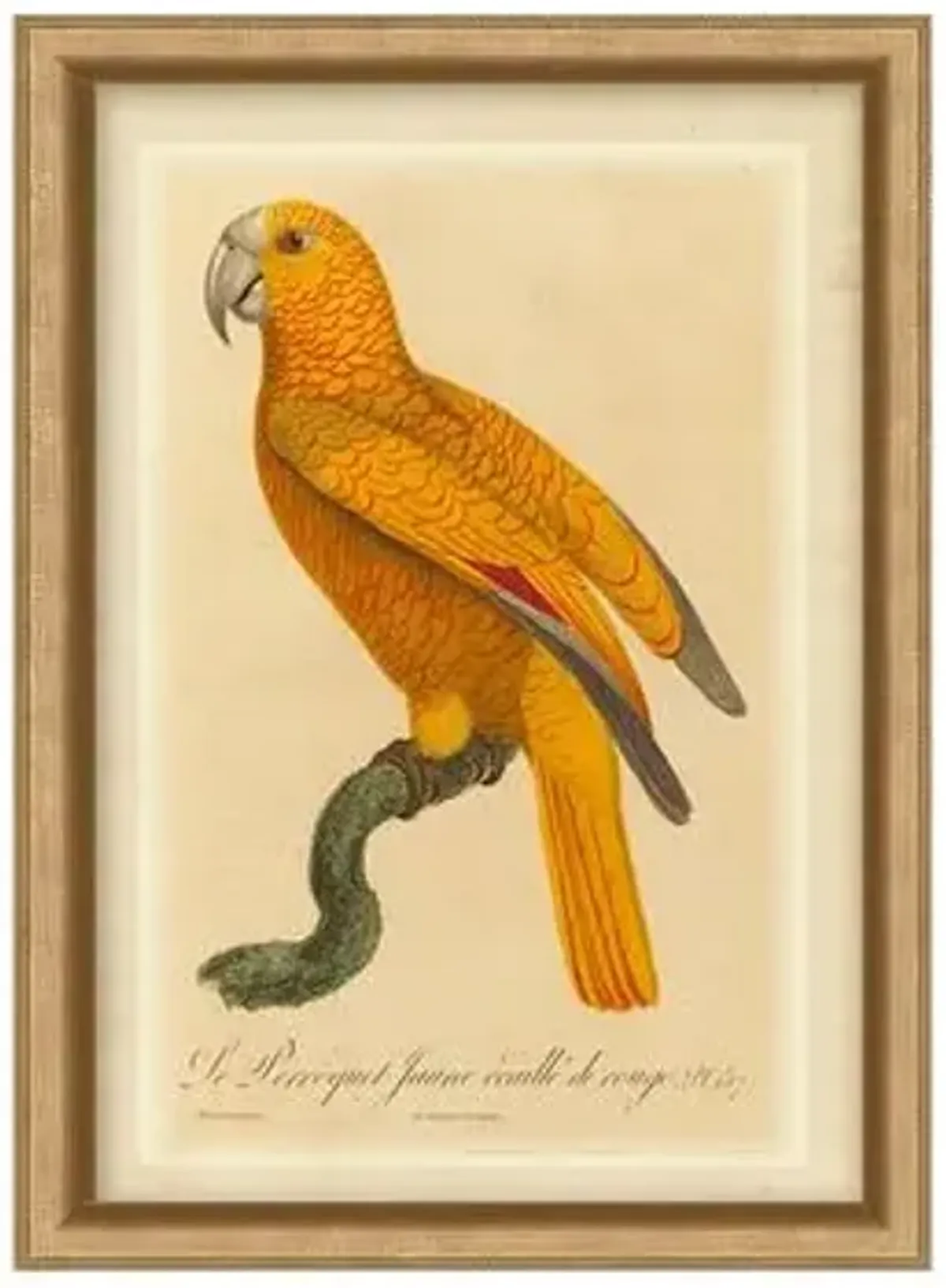 Orange Parrot II - Gold