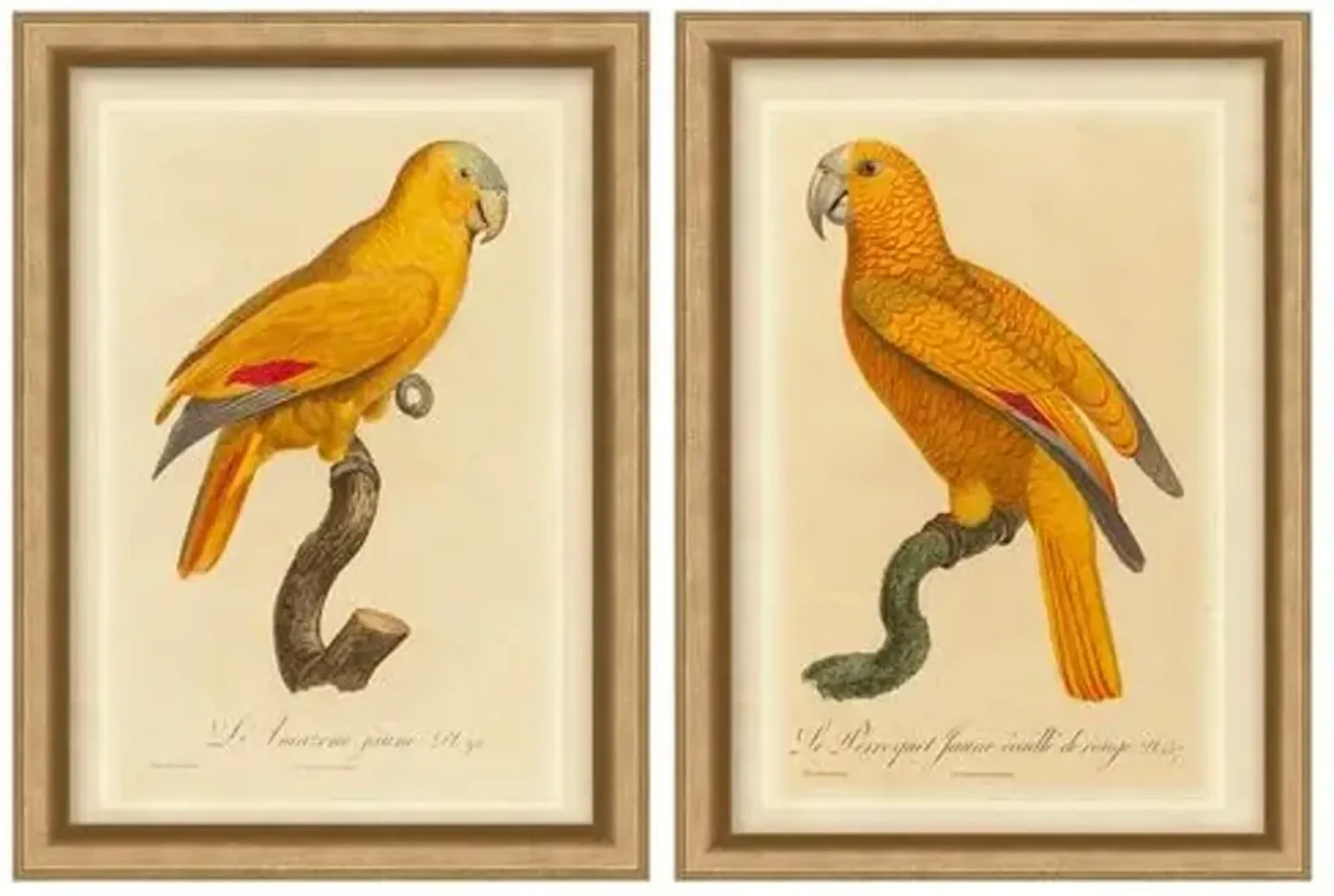 Set of 2 Orange Parrot - Gold