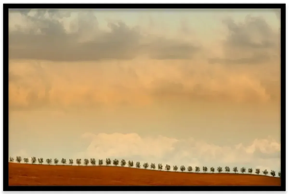 Judith Gigliotti, Sienna Trees Photograph