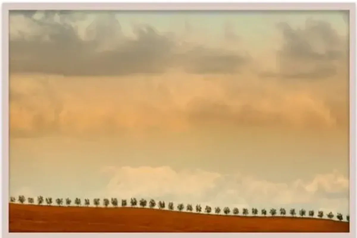 Judith Gigliotti - Sienna Trees Photograph