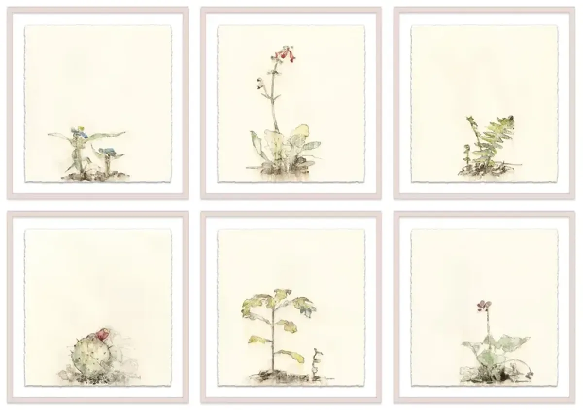 Mary H. Case, Botanical S/6 Painting