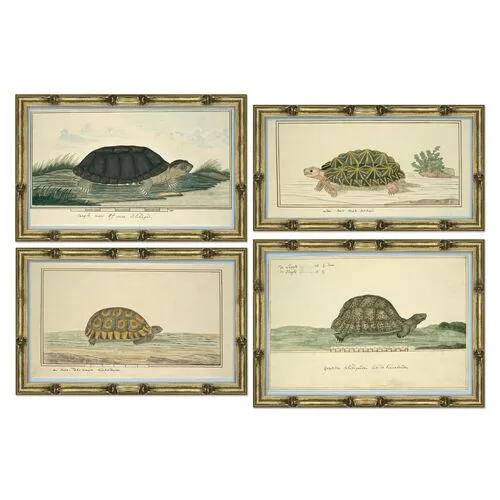 Set of 4 - Turtle Species - Soicher Marin - Blue