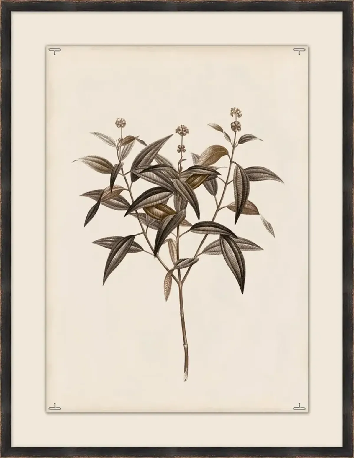 Botanical Study II