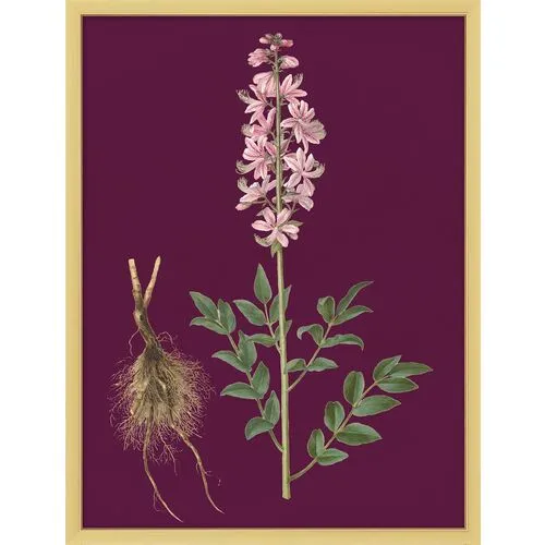 Set of 4 Purple Flower Lithographs - Gold