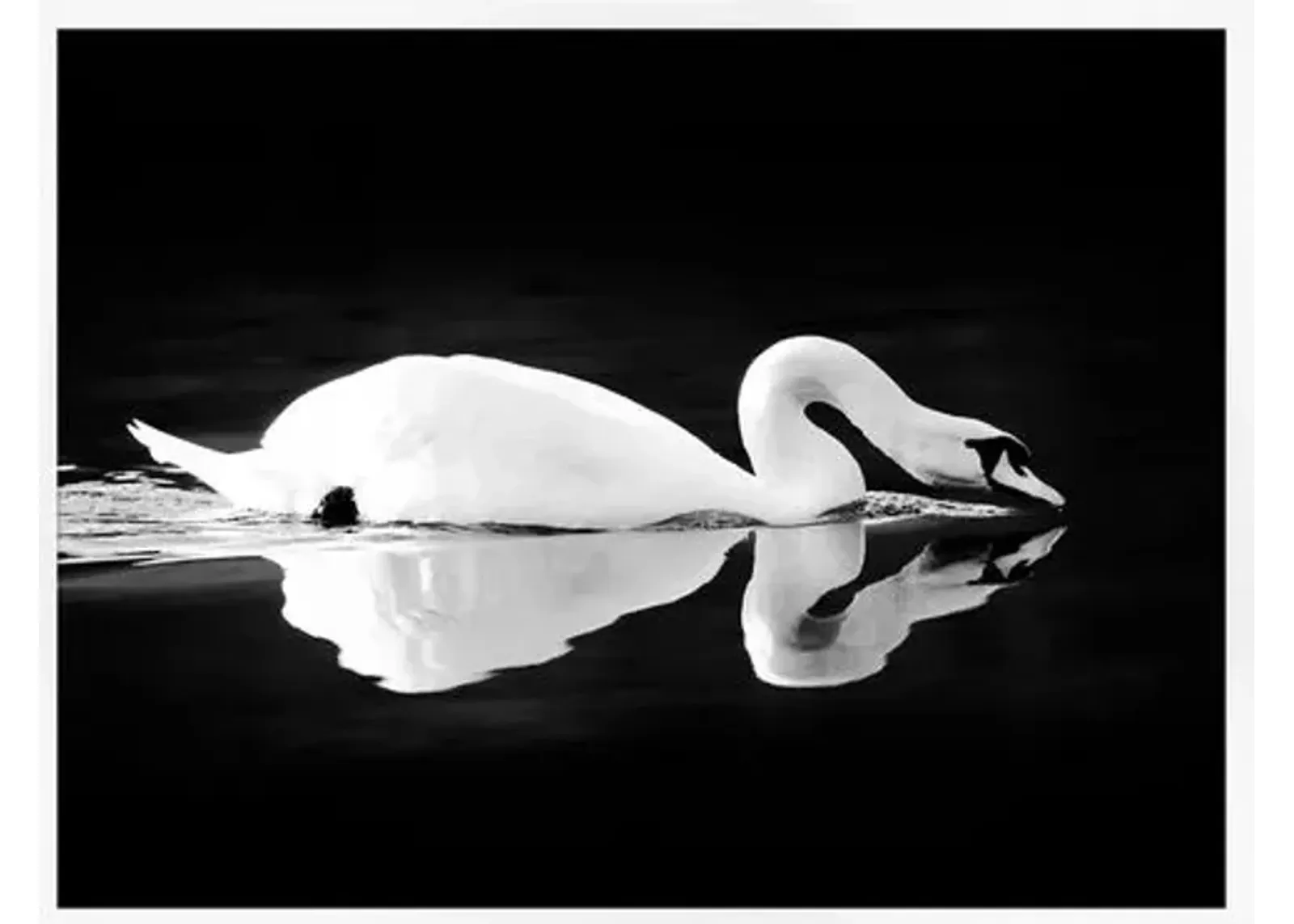 Lillian August - Swan on Black - White