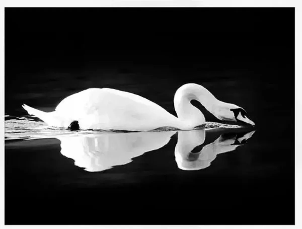 Lillian August - Swan on Black - White