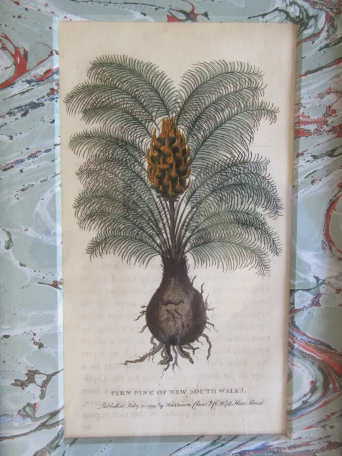 19th-C Fern Pine Engraving - The Emporium Ltd. - Blue