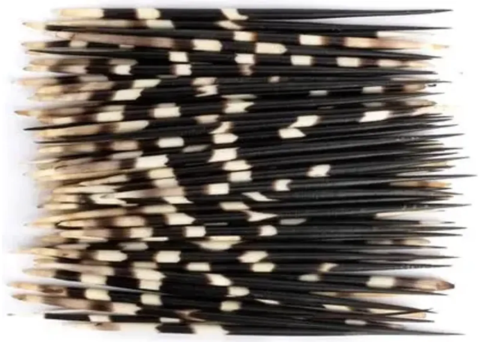 Asst. of 50 Porcupine Quills - Black/Natural - Ngala Trading Co.