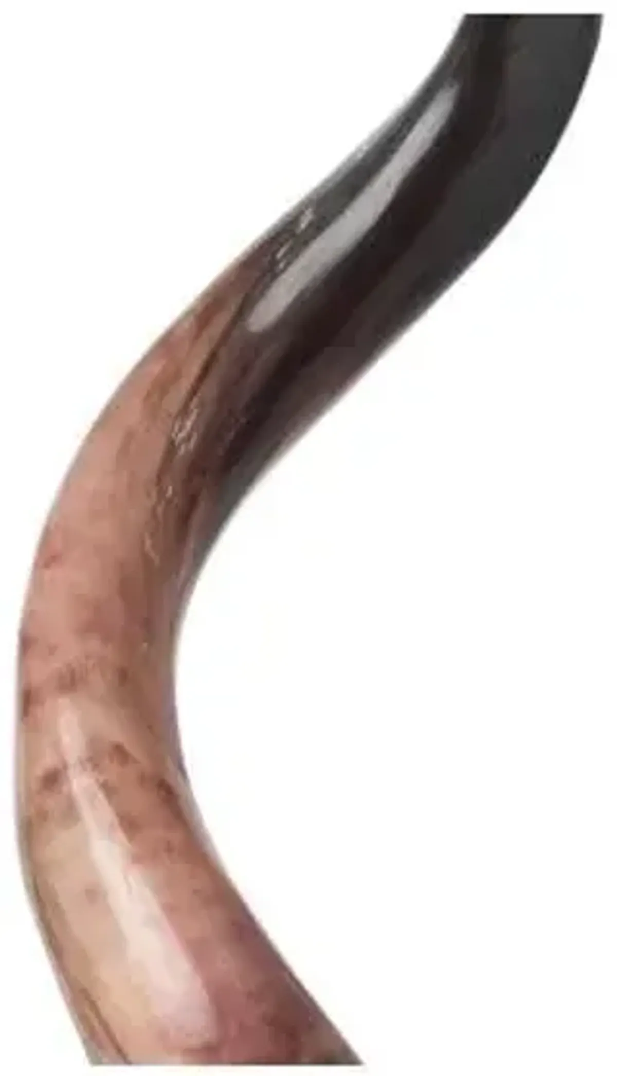 31" Kudu Horn on Stand - Polished Natural - Ngala Trading Co. - Brown