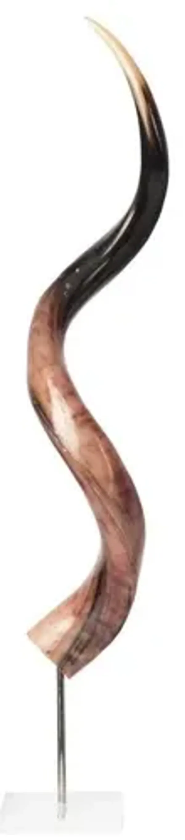 31" Kudu Horn on Stand, Polished Natural