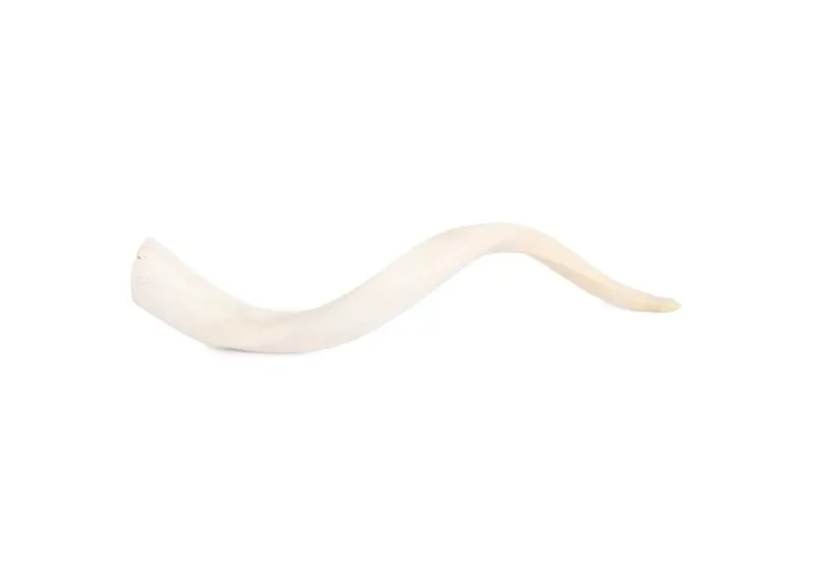 Kudu Horn Accent - Off-White - Ngala Trading Co. - Ivory