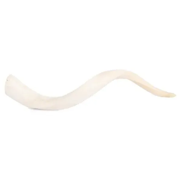 Kudu Polished Inner Horn - Off-White - Ngala Trading Co. - Ivory
