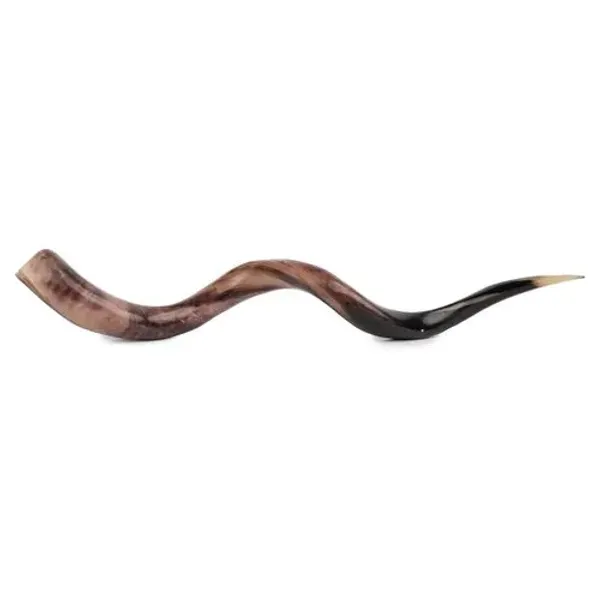 Kudu Horn Accent - Polished Natural - Ngala Trading Co. - Brown