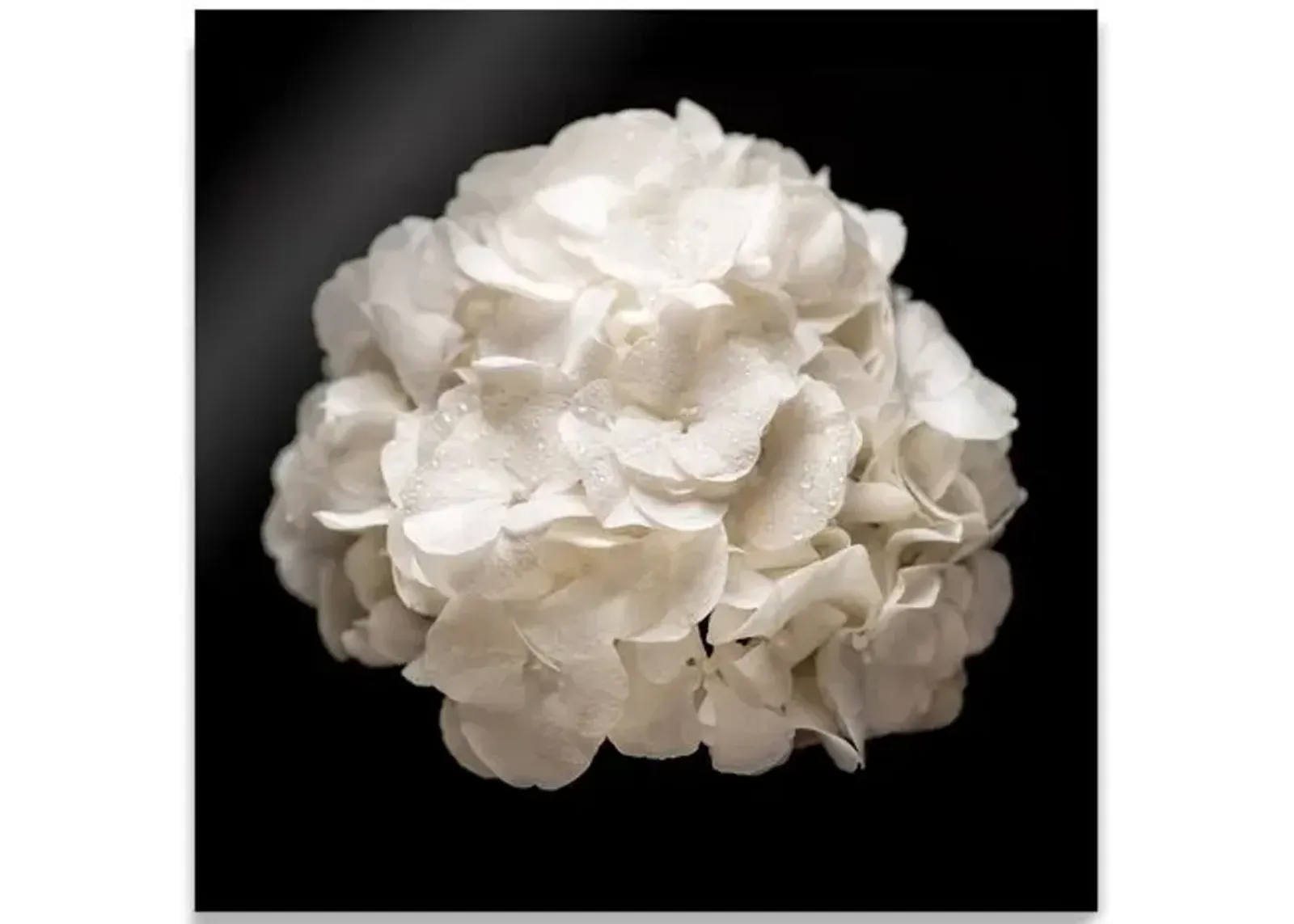 James Ogilvy - White Hydrangea - Black