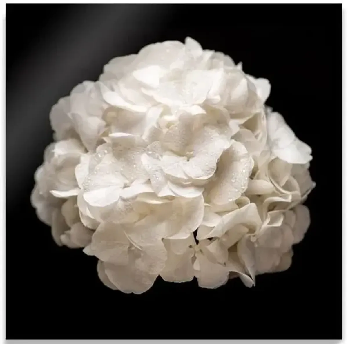 James Ogilvy - White Hydrangea - Black