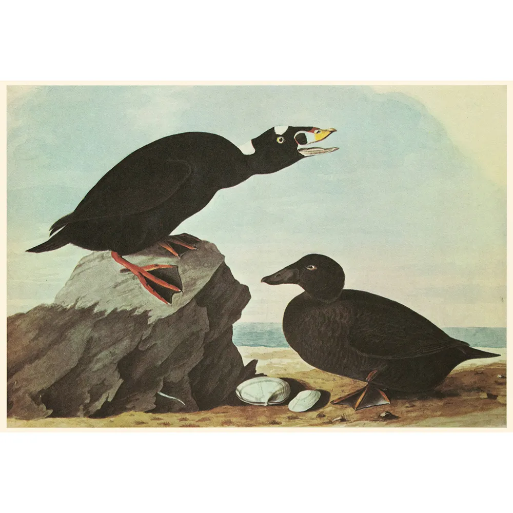 1960s Audubon - Tufted Puffin & Surf Duck - Brown
