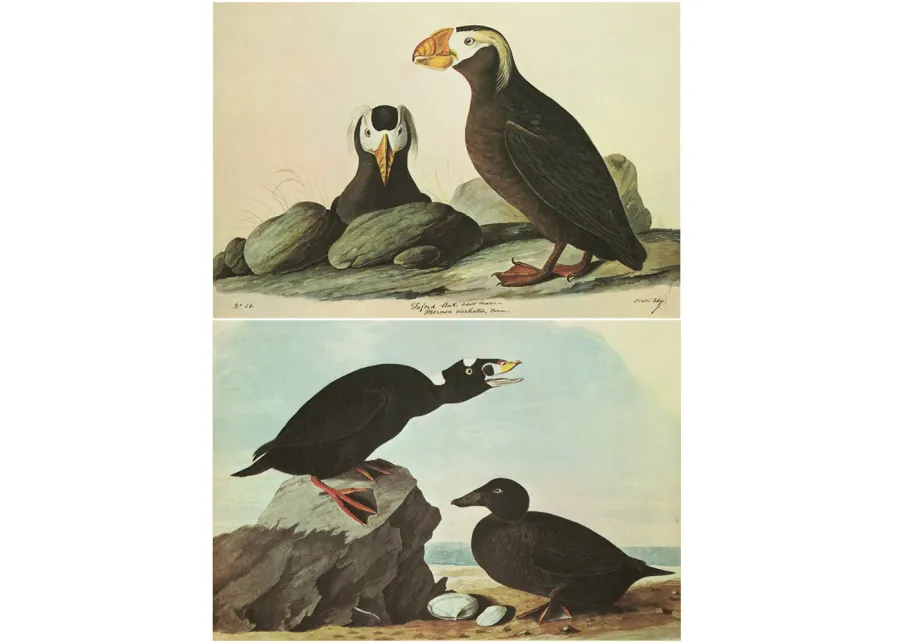 1960s Audubon - Tufted Puffin & Surf Duck - Brown