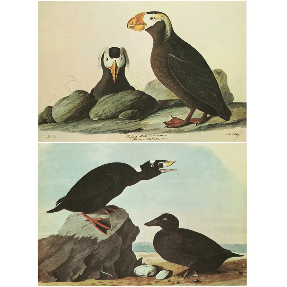 1960s Audubon - Tufted Puffin & Surf Duck - Brown