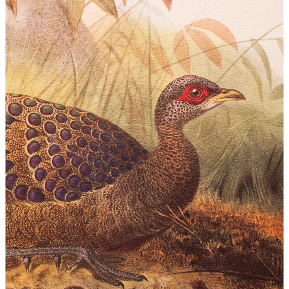 Germain Peacock Pheasant by D. Elliot - Brown