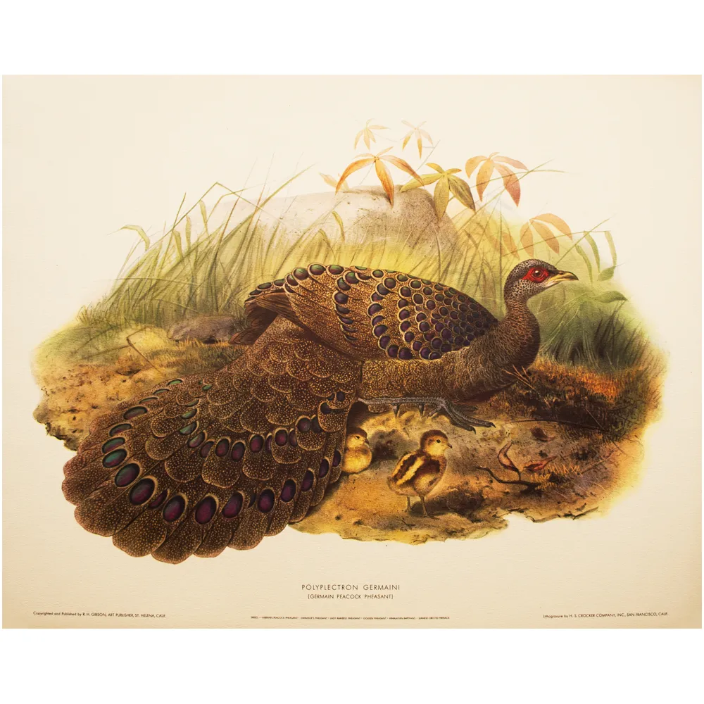 Germain Peacock Pheasant by D. Elliot - Brown