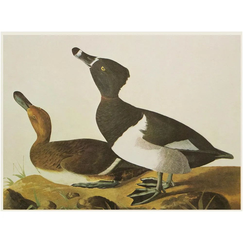 Audubon - Guillemot & Ring-Necked Duck - Brown