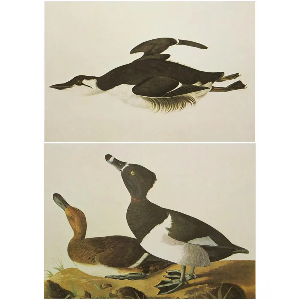 Audubon - Guillemot & Ring-Necked Duck - Brown