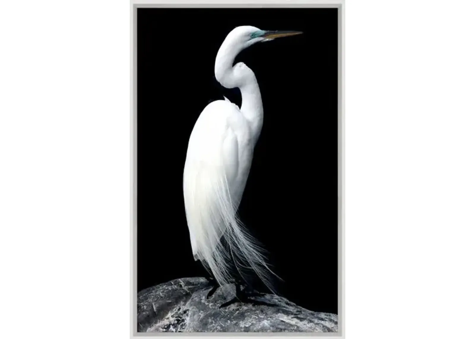 Regal Egret - Silver