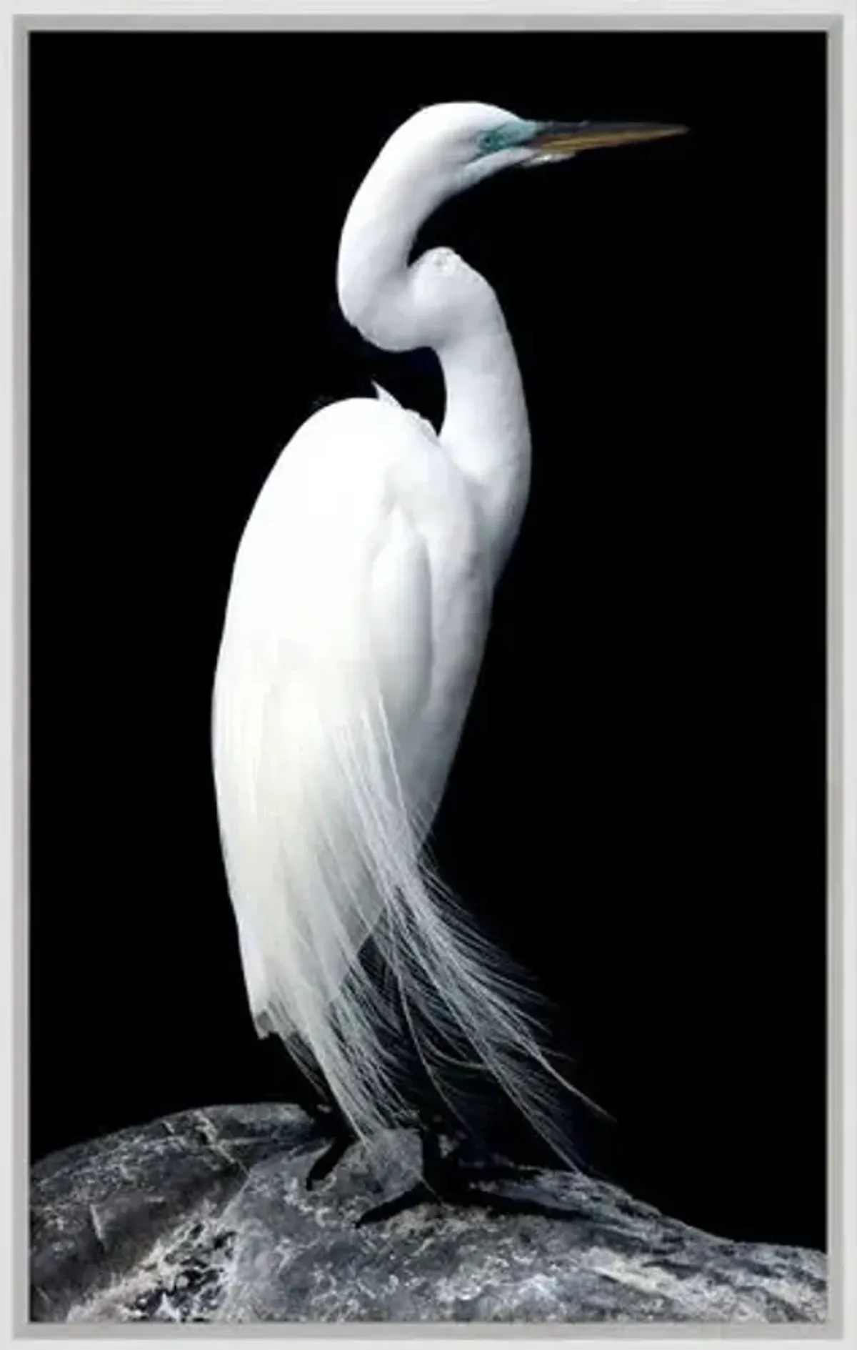 Regal Egret - Silver