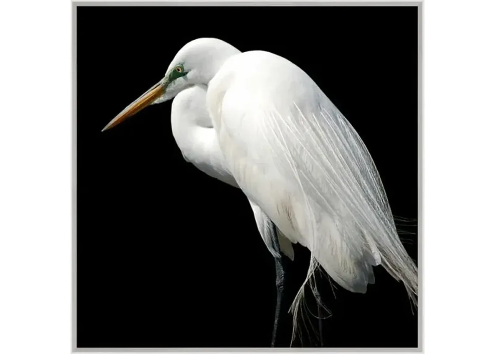 Egret Strut - Silver