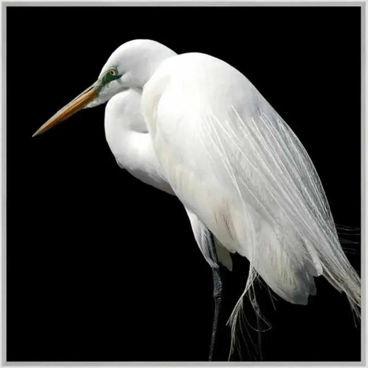 Egret Strut - Silver