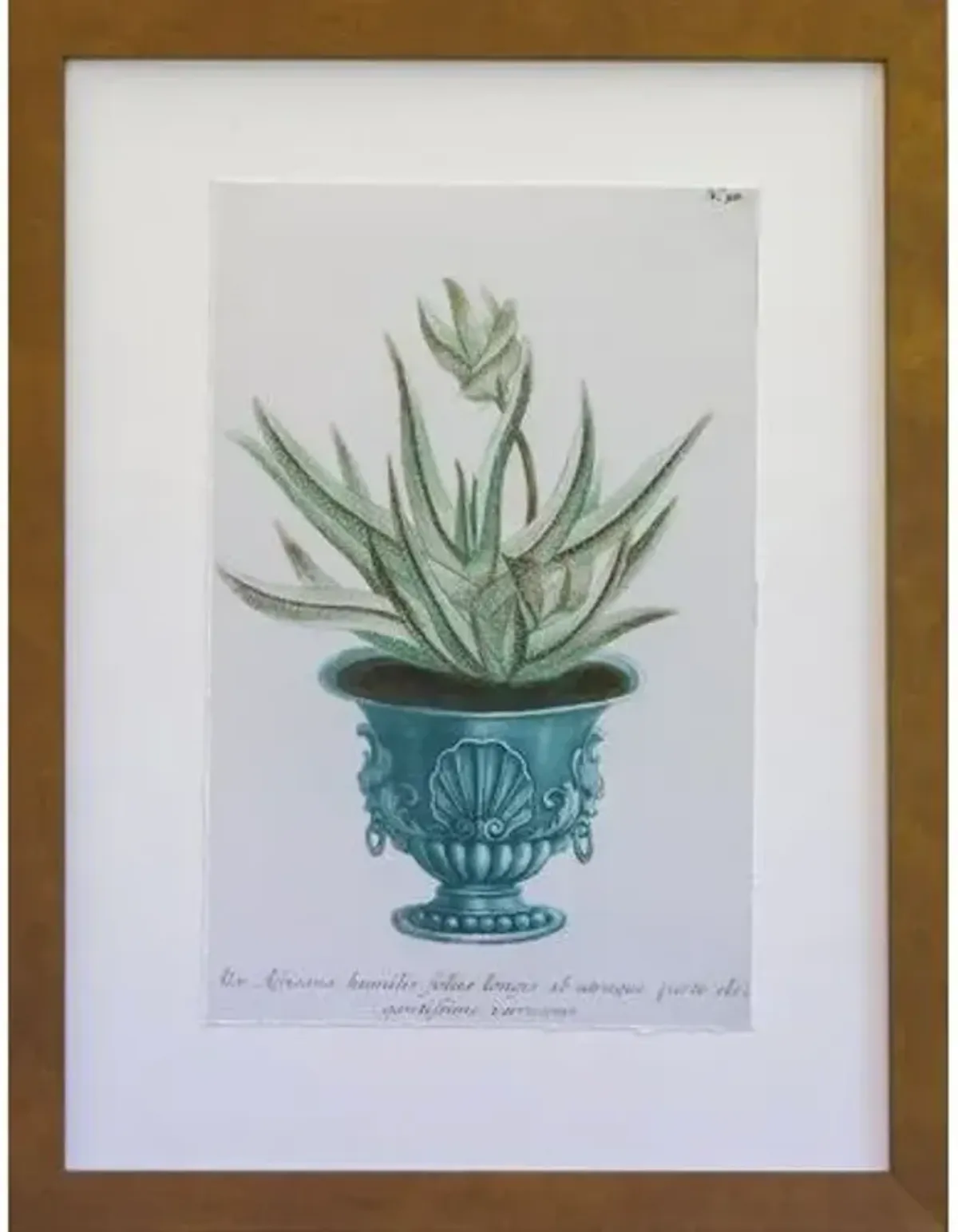 Dawn Wolfe - Aloe Vera Antique Prints - Dawn Wolfe Design - Brown