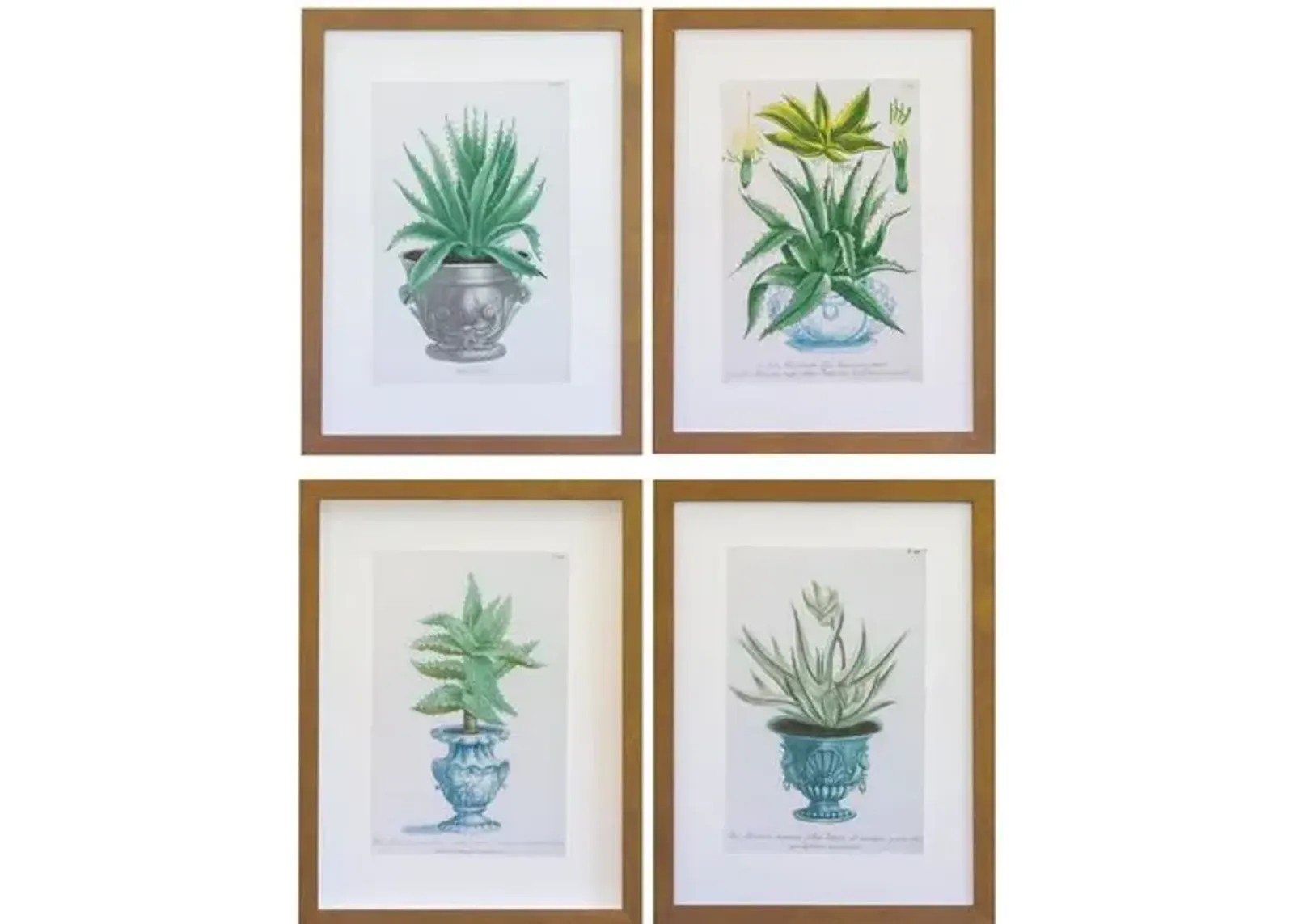 Dawn Wolfe - Aloe Vera Antique Prints - Dawn Wolfe Design - Brown