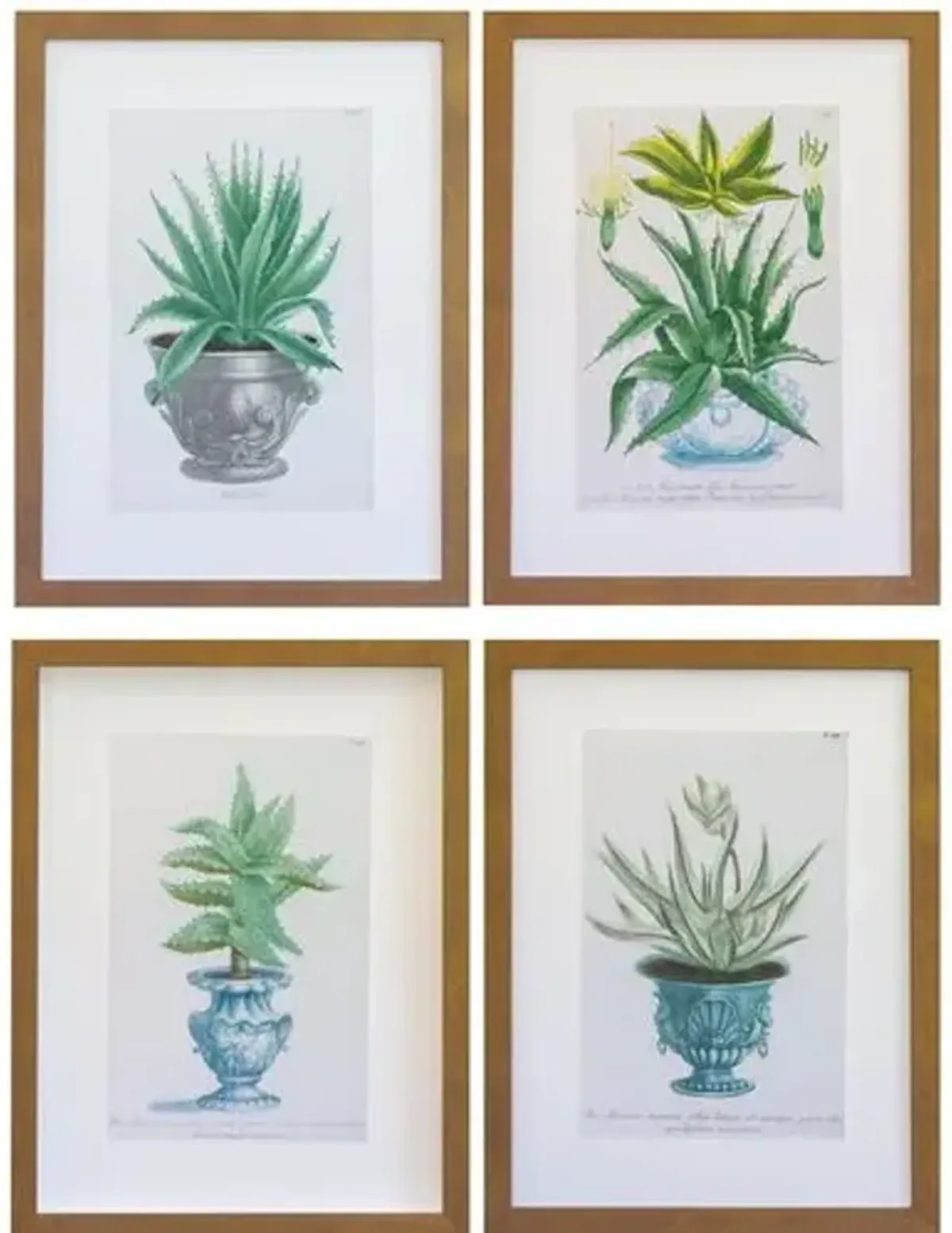 Dawn Wolfe - Aloe Vera Antique Prints - Dawn Wolfe Design - Brown