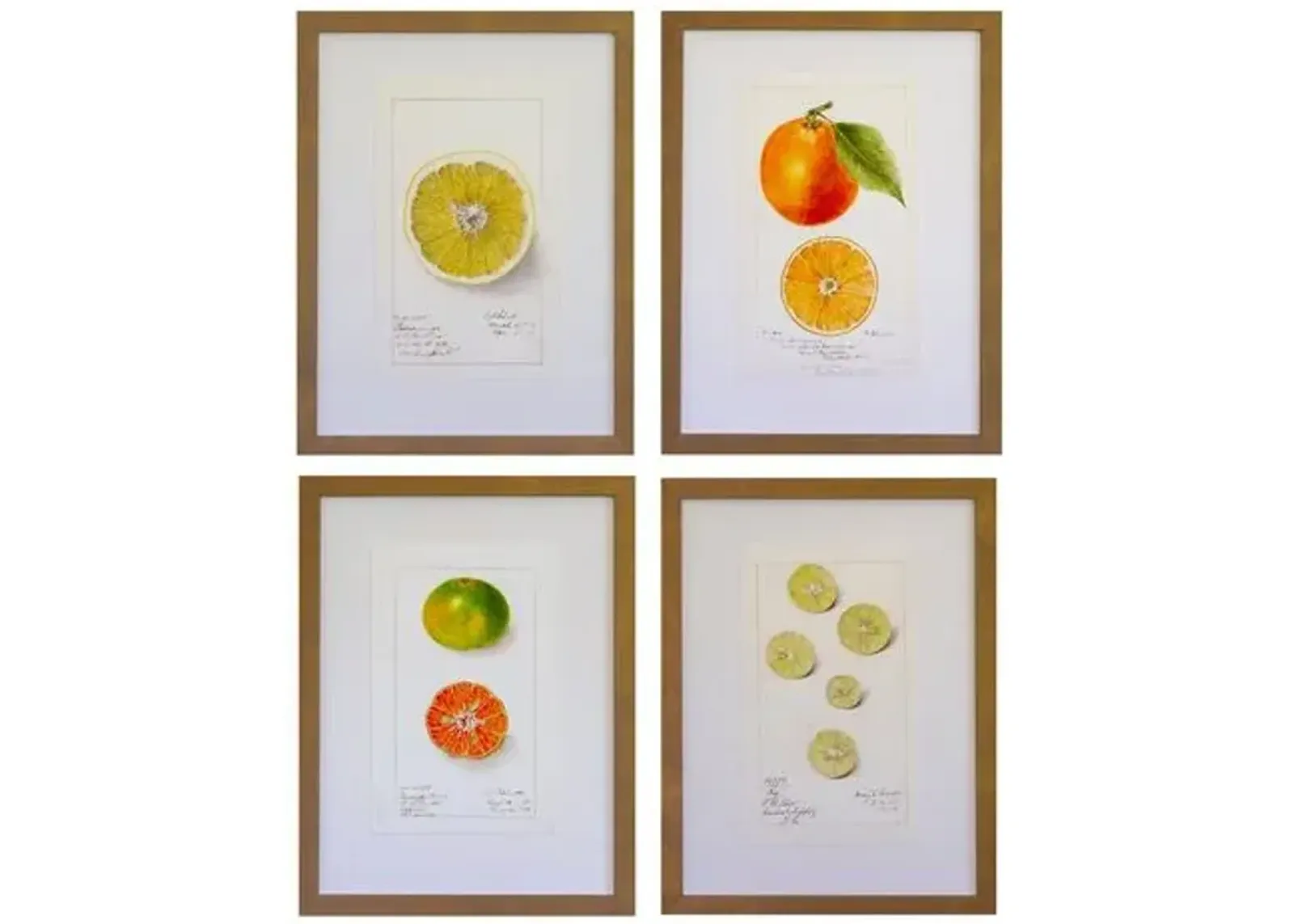 Dawn Wolfe - Citrus Antique Prints - Dawn Wolfe Design - Brown