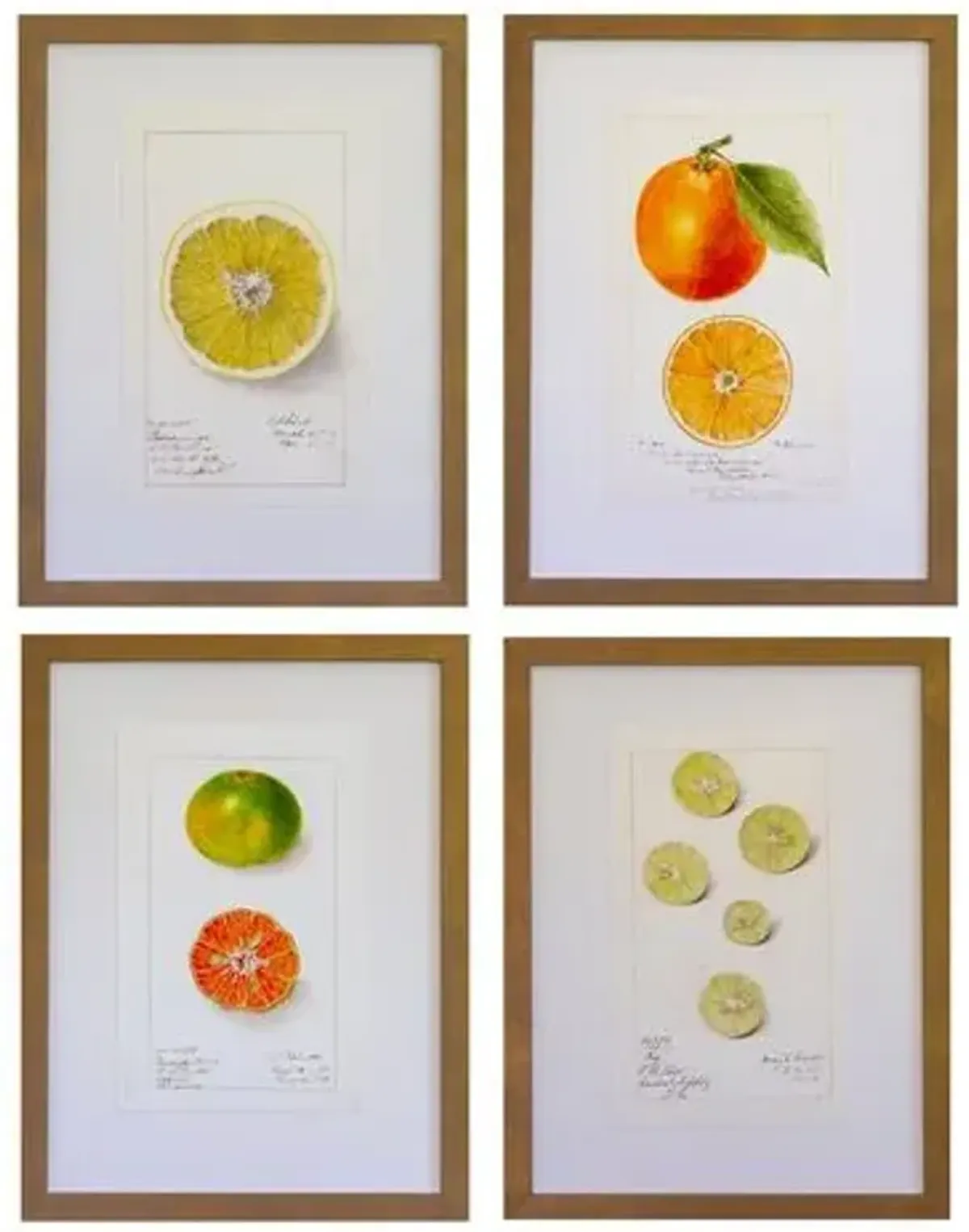 Dawn Wolfe - Citrus Antique Prints - Dawn Wolfe Design - Brown