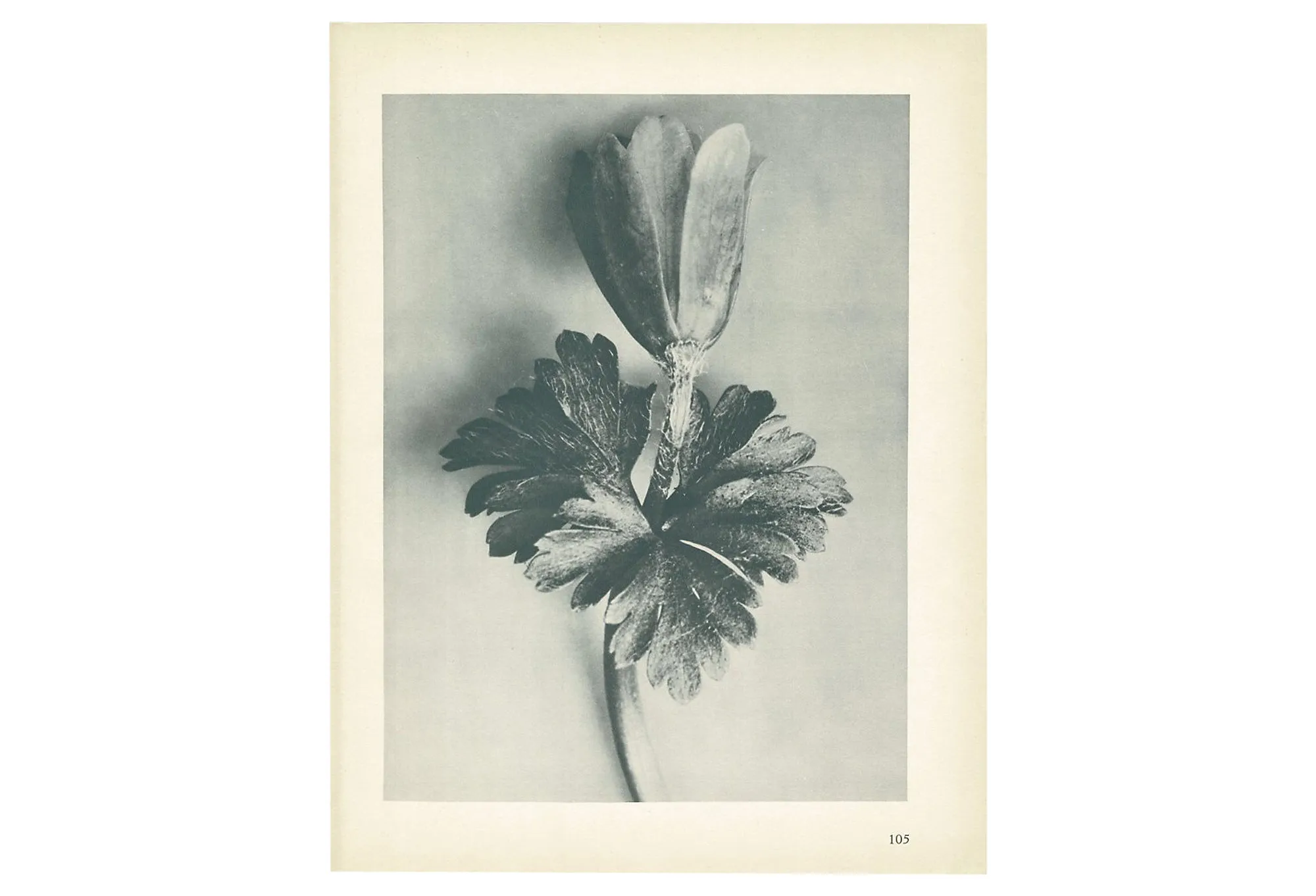 1928 Karl Blossfeldt - Windblume - Gray