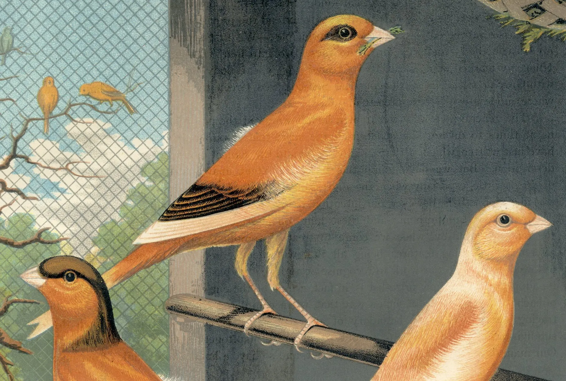 19th-C. Canary Prints - Set of 2 - Prints with a Past - Yellow