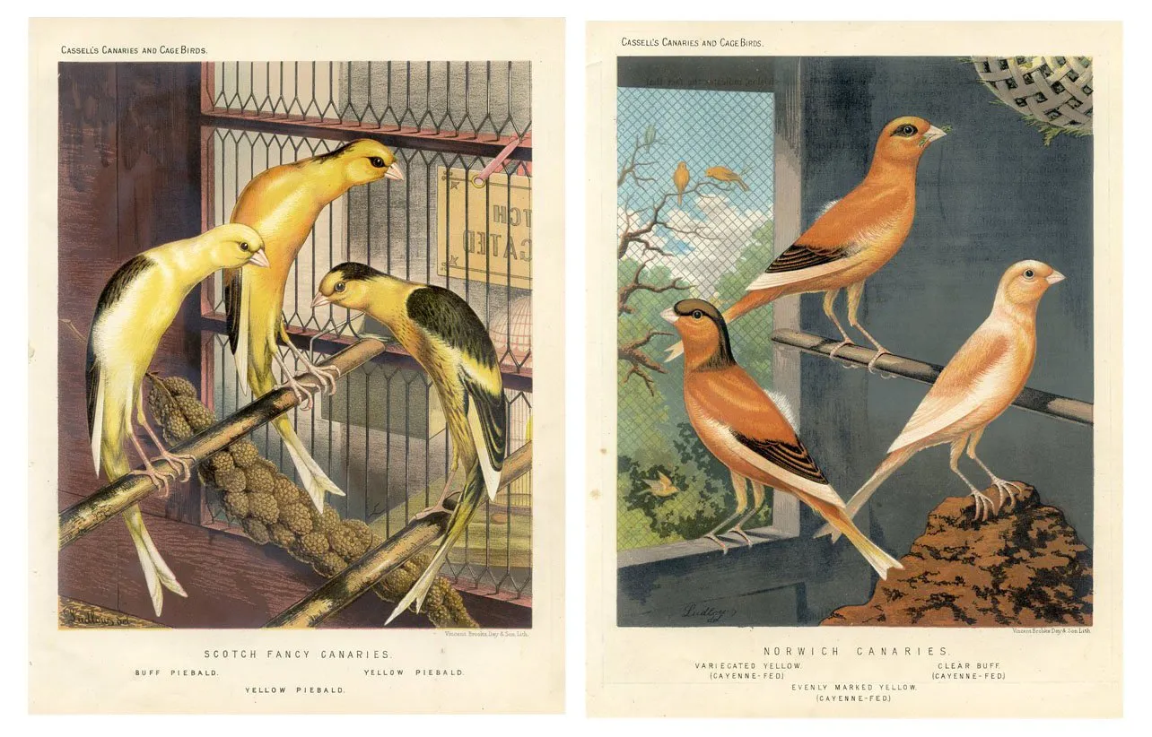 19th-C. Canary Prints - Set of 2 - Prints with a Past - Yellow