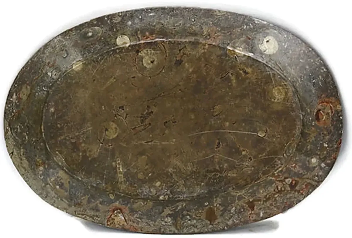 Natural Stone Ammonite Fossils Platter - The Queens Landing - Green